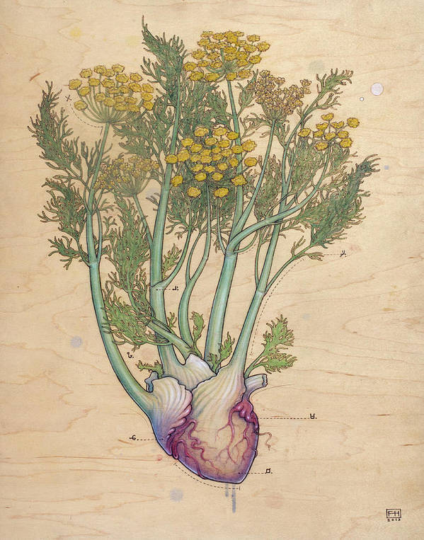 Fennel Heart by Fay Helfer